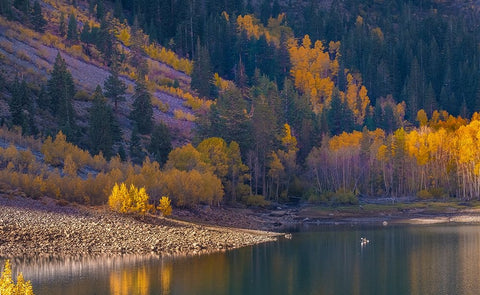 Usa-California-Sierra Nevada Lundy Lake-Glowing aspens dwarf this kayaker on Lundy Lake Black Ornate Wood Framed Art Print with Double Matting by Sederquist, Betty