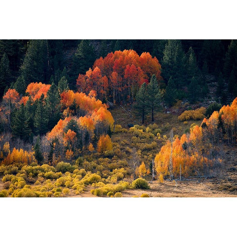 Usa-California-Sierra Nevada Hope Valley Aspens glow a brilliant orange during fall Black Modern Wood Framed Art Print by Sederquist, Betty