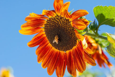 Honeybee lands on a huge sunflower. Black Ornate Wood Framed Art Print with Double Matting by Sederquist, Betty