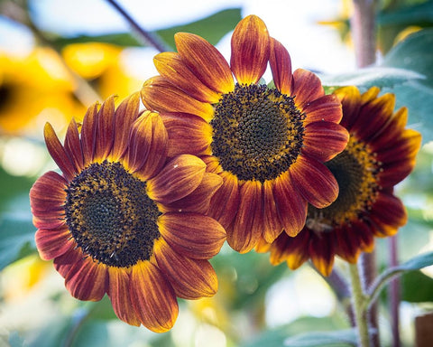 Trio of orange sunflowers gladdens a garden. Black Ornate Wood Framed Art Print with Double Matting by Sederquist, Betty