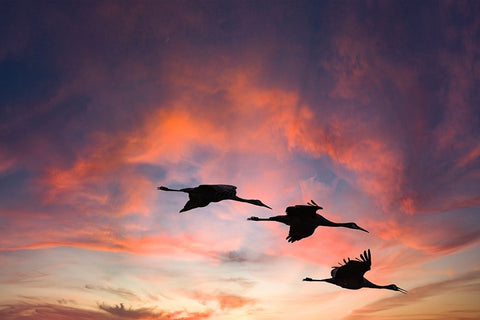 Trio of sandhill cranes settling in for the night. White Modern Wood Framed Art Print with Double Matting by Sederquist, Betty