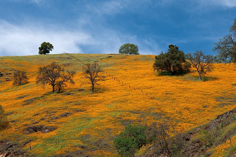 California poppies blooming in a field in Amador County. Black Ornate Wood Framed Art Print with Double Matting by Sederquist, Betty