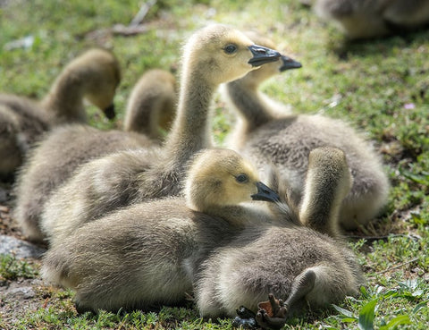Canada geese goslings huddling together. Black Ornate Wood Framed Art Print with Double Matting by Sederquist, Betty
