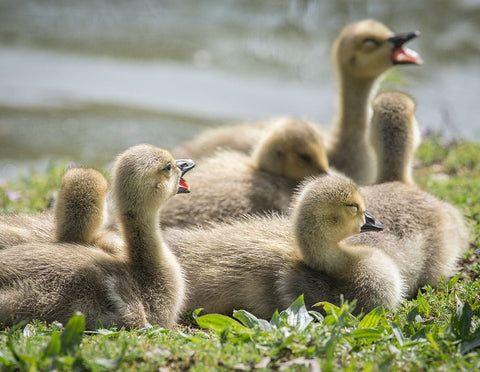 Canada geese goslings huddling together. Black Ornate Wood Framed Art Print with Double Matting by Sederquist, Betty