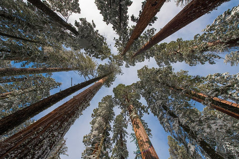 Fresh snow coating the trunk of this forest giant. White Modern Wood Framed Art Print with Double Matting by Sederquist, Betty
