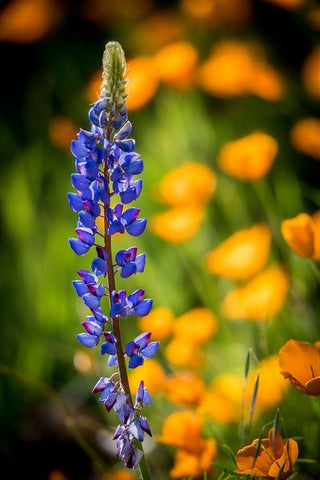 Lupines and poppies are two common wildflower that grow together. Black Modern Wood Framed Art Print by Sederquist, Betty