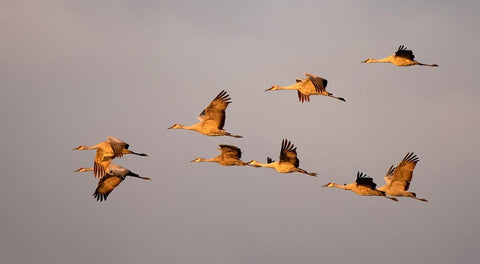 Sandhill cranes come in for the night in the Sacramento Valley. Black Ornate Wood Framed Art Print with Double Matting by Sederquist, Betty