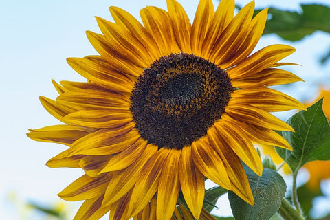 Sunflower brings happiness. Black Ornate Wood Framed Art Print with Double Matting by Sederquist, Betty