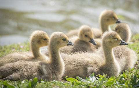 Warm and fuzzy Canada geese goslings crowd together. Black Ornate Wood Framed Art Print with Double Matting by Sederquist, Betty