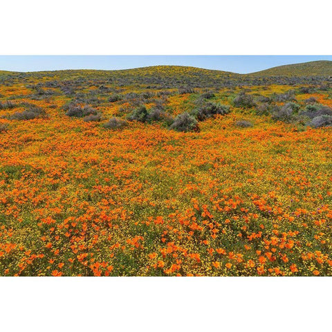 California A carpet of California poppies blooms amidst other wildflowers in the Lancaster Valley Gold Ornate Wood Framed Art Print with Double Matting by Tharp, Brenda
