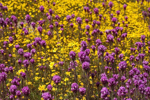 California Owls clover and a variety of yellow flowers fill a meadow in Carrizo Plain NM White Modern Wood Framed Art Print with Double Matting by Tharp, Brenda