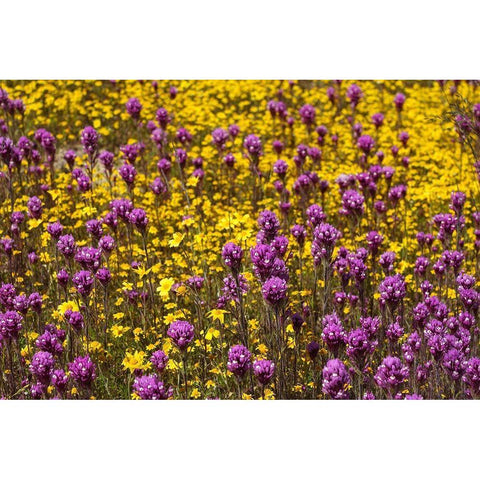 California Owls clover and a variety of yellow flowers fill a meadow in Carrizo Plain NM Black Modern Wood Framed Art Print with Double Matting by Tharp, Brenda