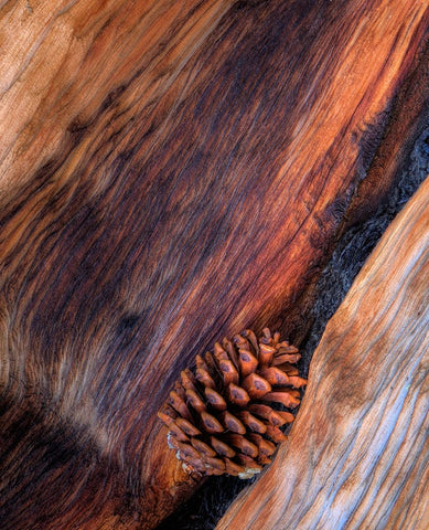 USA- California. White Mountains Bristle Cone Pine and Pine Cone. Black Ornate Wood Framed Art Print with Double Matting by Gulin, Darrell
