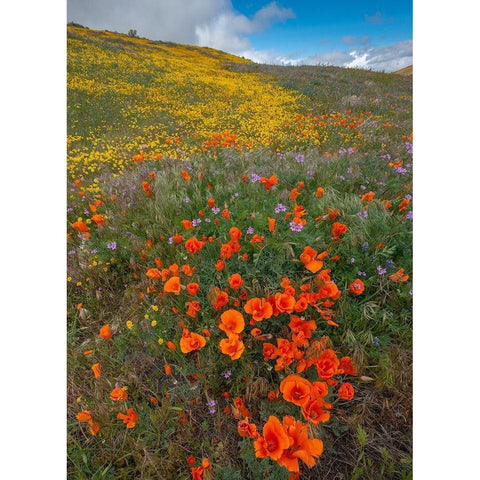 Orange Poppies-Goldfields and Filaree are protected from Wind near Lancaster and Antelope Valley Gold Ornate Wood Framed Art Print with Double Matting by Garber, Howie