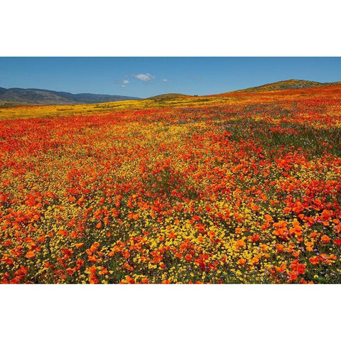 Hillside filled with Goldfields and California poppies near Lancaster and Antelope Valley Gold Ornate Wood Framed Art Print with Double Matting by Garber, Howie