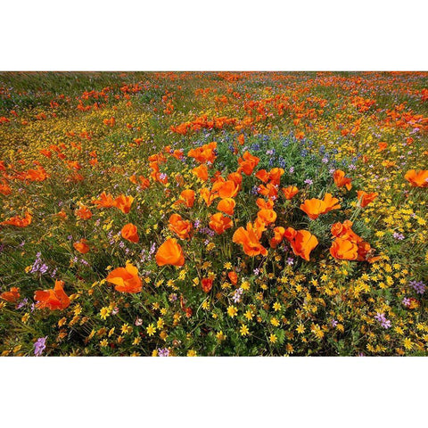 California-superbloom hillside near Lancaster-Yellow Goldfields-blue and purple filaree and Lupine Black Modern Wood Framed Art Print with Double Matting by Garber, Howie