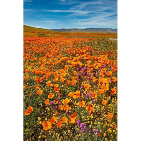 California-Owls Clover-Goldfields and California poppies on hillside near Lancaster-California Gold Ornate Wood Framed Art Print with Double Matting by Garber, Howie