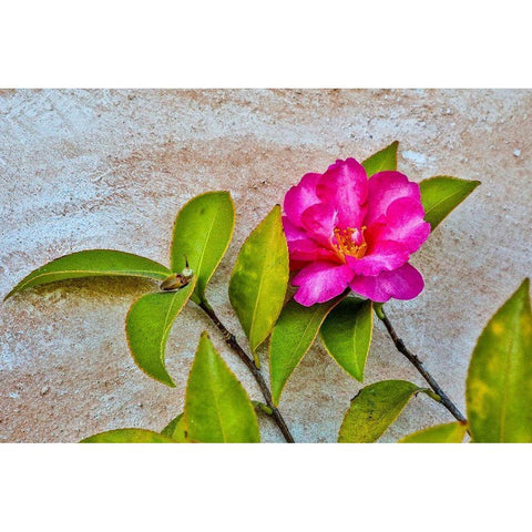 California-Carmel-Basilica of San Carlos Borromeo del Rio Carmelo-Flower White Modern Wood Framed Art Print by Looney, Hollice