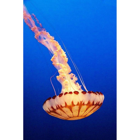California-Monterey-Monterey Bay Aquarium-Jellyfish swimming White Modern Wood Framed Art Print by Looney, Hollice