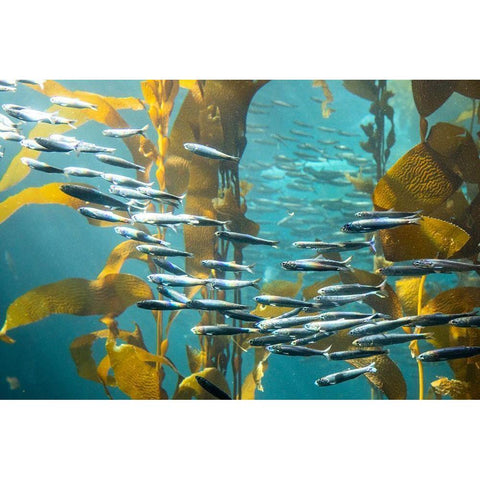 California-Monterey-Monterey Bay Aquarium-School of Pacific Sardines swimming among kelp White Modern Wood Framed Art Print by Looney, Hollice