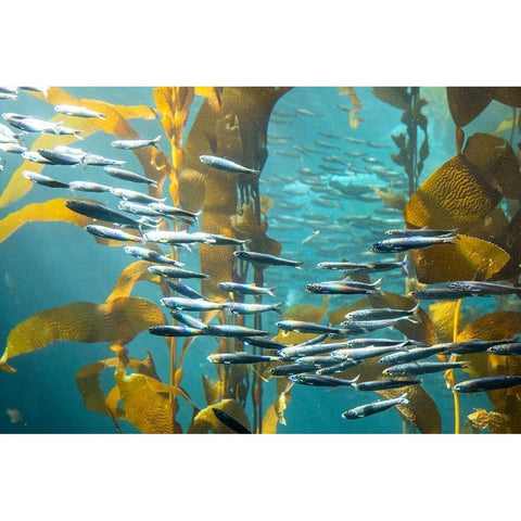 California-Monterey-Monterey Bay Aquarium-School of Pacific Sardines swimming among kelp Black Modern Wood Framed Art Print by Looney, Hollice