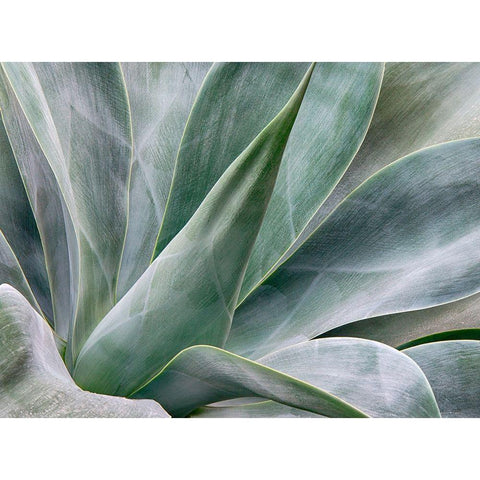 California-San Diego Agave plant (Agavaceae) White Modern Wood Framed Art Print by Eggers, Julie