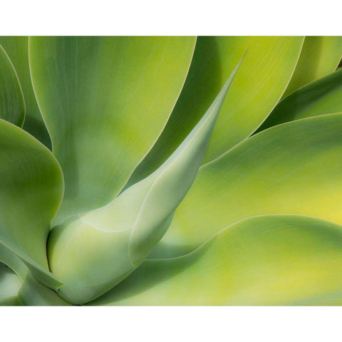 California-San Diego Close up of an Agave plant (Agavaceae) Black Modern Wood Framed Art Print by Eggers, Julie