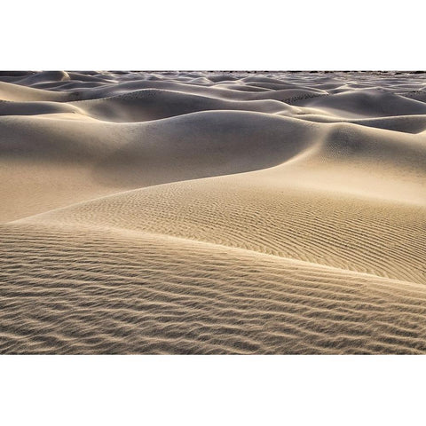 Mesquite Dunes-Death Valley National Park-California Gold Ornate Wood Framed Art Print with Double Matting by Ford, John