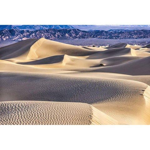 Mesquite Dunes-Death Valley National Park-California Gold Ornate Wood Framed Art Print with Double Matting by Ford, John