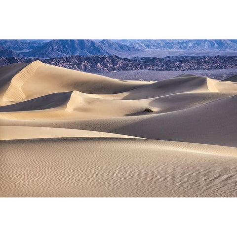 Mesquite Dunes-Death Valley National Park-California White Modern Wood Framed Art Print by Ford, John