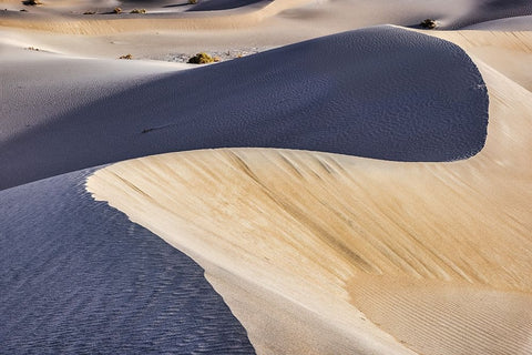 Mesquite Dunes-Death Valley National Park-California White Modern Wood Framed Art Print with Double Matting by Ford, John