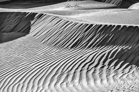 Mesquite Dunes-Death Valley National Park-California White Modern Wood Framed Art Print with Double Matting by Ford, John