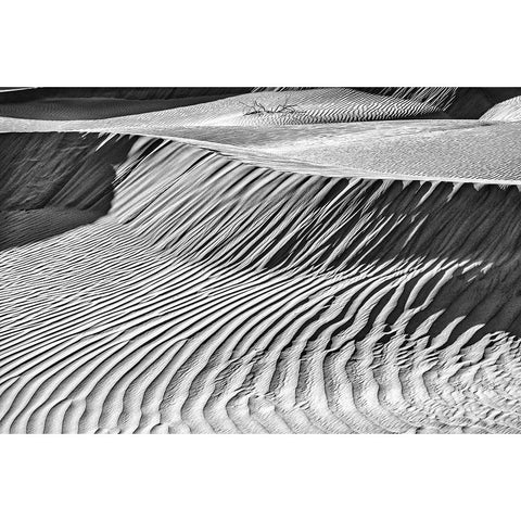 Mesquite Dunes-Death Valley National Park-California Black Modern Wood Framed Art Print by Ford, John