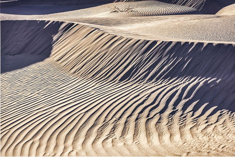 Mesquite Dunes-Death Valley National Park-California White Modern Wood Framed Art Print with Double Matting by Ford, John
