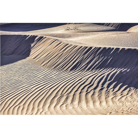 Mesquite Dunes-Death Valley National Park-California Black Modern Wood Framed Art Print with Double Matting by Ford, John