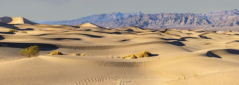 Mesquite Dunes-Death Valley National Park-California White Modern Wood Framed Art Print with Double Matting by Ford, John