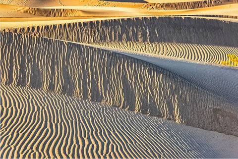 Mesquite Dunes-Death Valley National Park-California Black Ornate Wood Framed Art Print with Double Matting by Ford, John