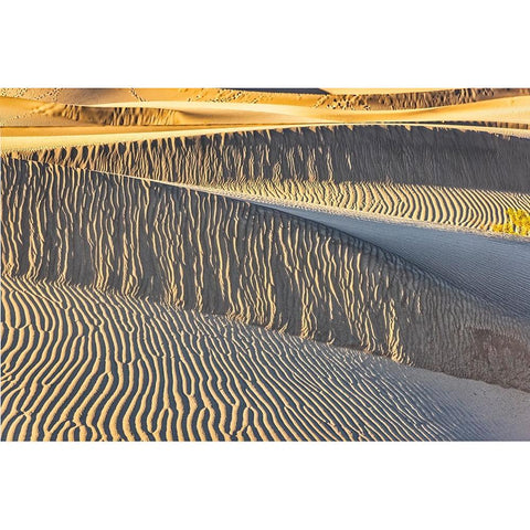 Mesquite Dunes-Death Valley National Park-California Gold Ornate Wood Framed Art Print with Double Matting by Ford, John