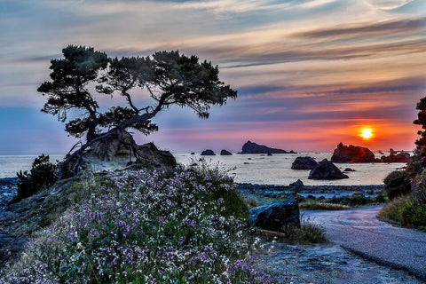 USA-California-Crescent City-Monterey Cypress White Modern Wood Framed Art Print with Double Matting by Restuccia, Joe III