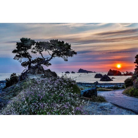 USA-California-Crescent City-Monterey Cypress Black Modern Wood Framed Art Print by Restuccia, Joe III