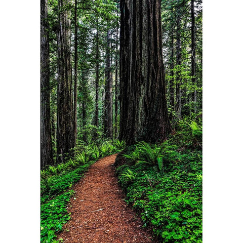 California-Crescent City-Damnation Creek Trail Black Modern Wood Framed Art Print by Restuccia, Joe III