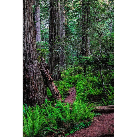California-Crescent City-Damnation Creek Trail Gold Ornate Wood Framed Art Print with Double Matting by Restuccia, Joe III