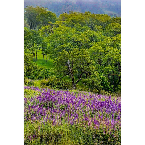 USA-California-Crescent City-Redwoods National Park-Silky Lupine Black Modern Wood Framed Art Print with Double Matting by Restuccia, Joe III