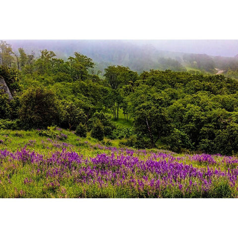 USA-California-Crescent City-Redwoods National Park-Bold Hills Black Modern Wood Framed Art Print with Double Matting by Restuccia, Joe III
