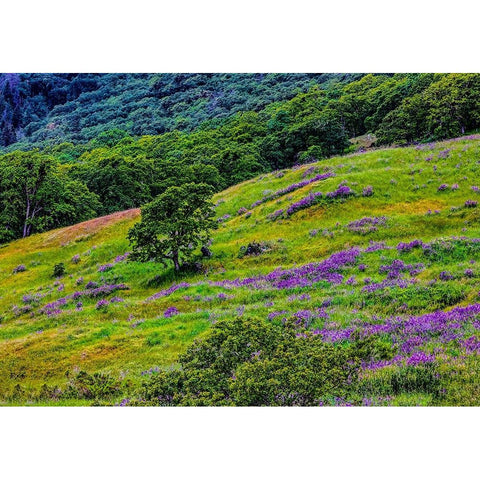 USA-California-Crescent City-Redwoods National Park-Bold Hills Black Modern Wood Framed Art Print by Restuccia, Joe III