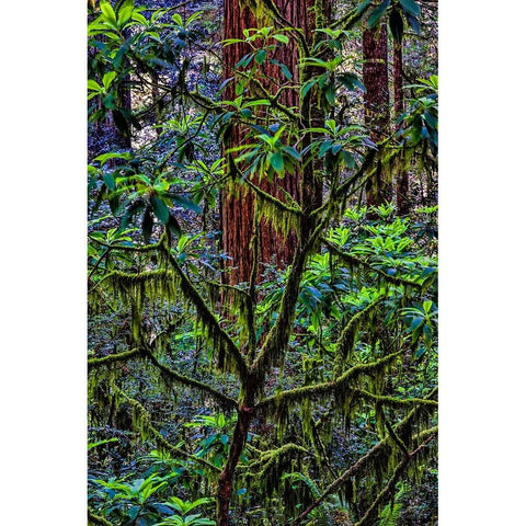 California-USA-Jedediah Smith Redwoods State Park-Redwoods National Park Black Modern Wood Framed Art Print by Restuccia, Joe III