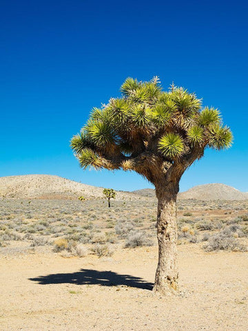 California Joshua Trees Black Ornate Wood Framed Art Print with Double Matting by Wild, Jamie and Judy