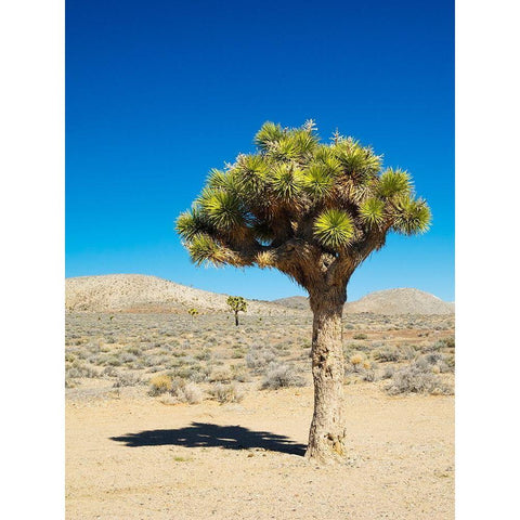 California Joshua Trees Black Modern Wood Framed Art Print by Wild, Jamie and Judy