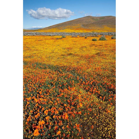 California Fields of California Poppy-Goldfields with clouds-Antelope Valley White Modern Wood Framed Art Print by Zimmerman, Judith