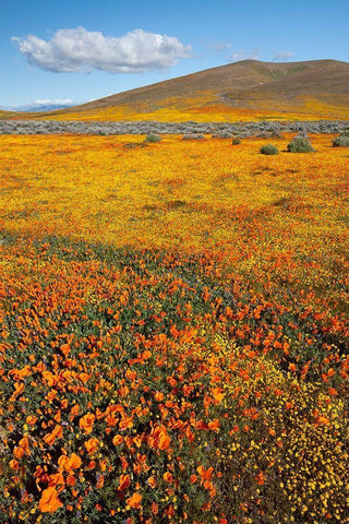 California Fields of California Poppy-Goldfields with clouds-Antelope Valley White Modern Wood Framed Art Print with Double Matting by Zimmerman, Judith